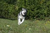 ALASKAN MALAMUTE 380
